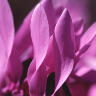 Cyclamen graecum